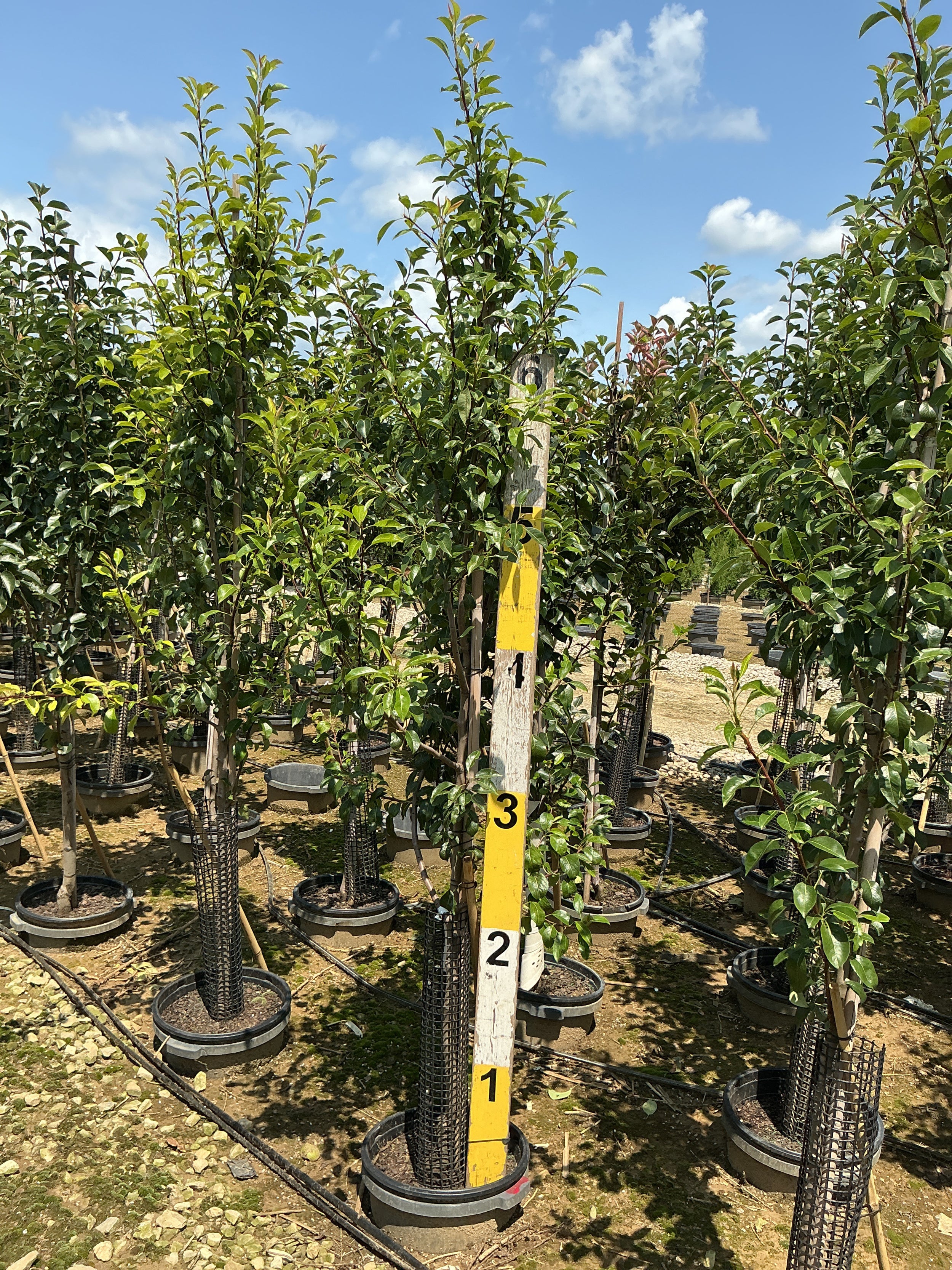 Pyrus 'Fruit Clapp's Favorite'