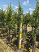 Pyrus 'Fruit Clapp's Favorite'