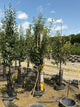 Pyrus 'Fruit Comice'