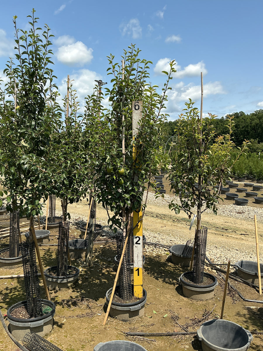 Pyrus 'Fruit Comice' â€” G7 60