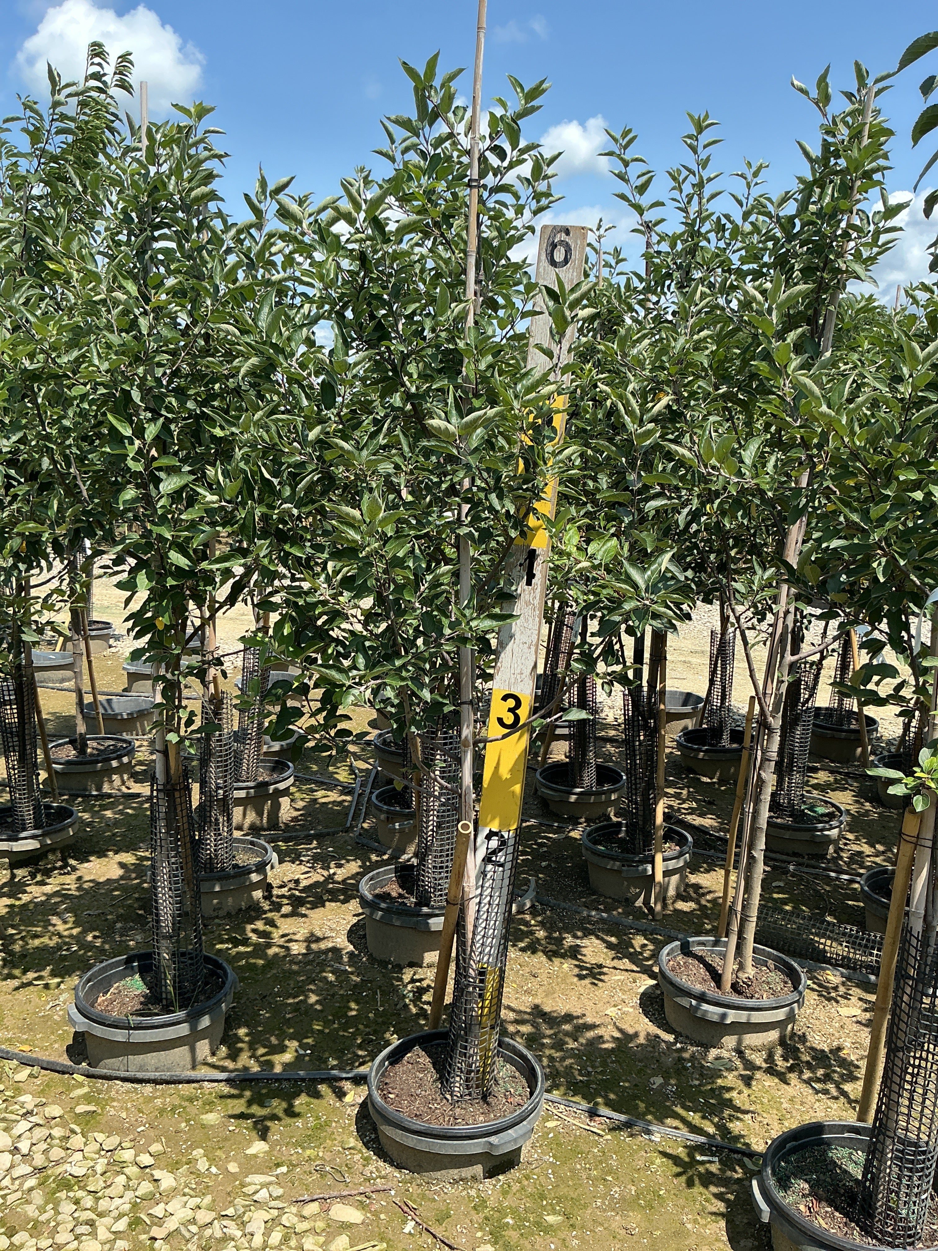 Malus 'Fruit Scarlet Sentinel Columnar'