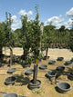 Pyrus 'D'Anjou'