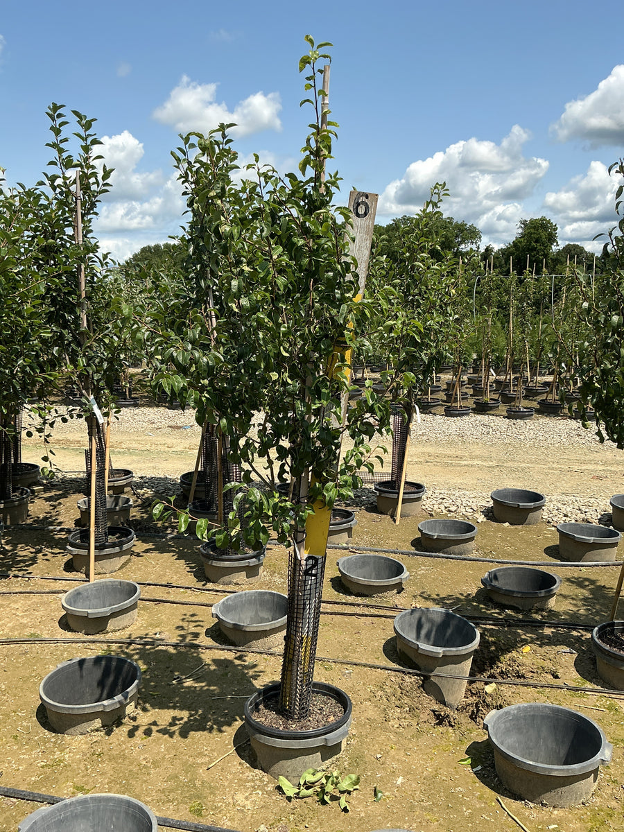 Pyrus 'D'Anjou' â€” G7 60