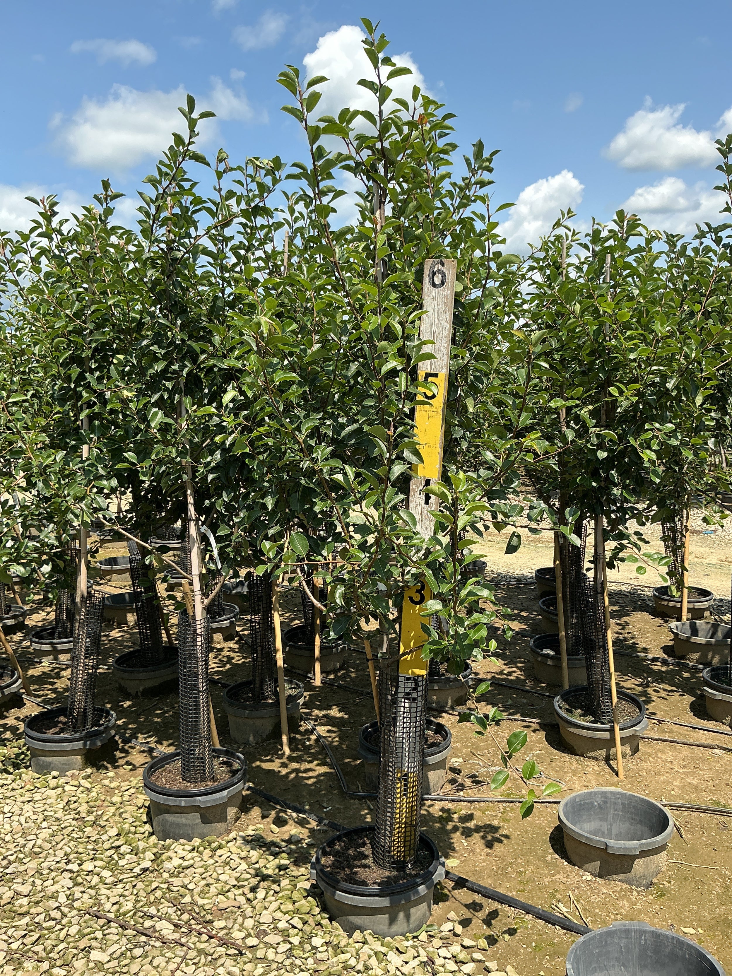 Prunus 'Fruit Oriental Asian Pear'