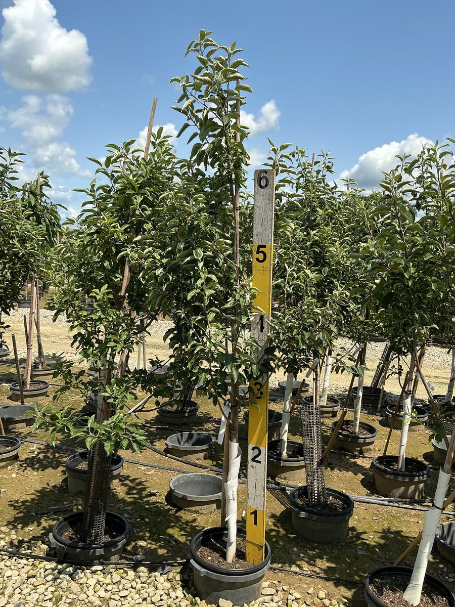 Malus 'Fruit Granny Smith' â€” G7 60
