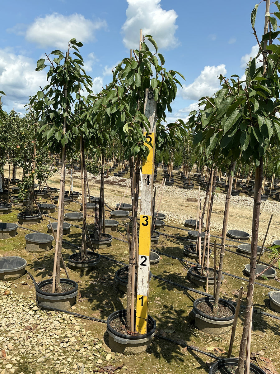 Malus 'Fruit Snowsweet' â€” G7 60