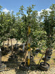 Malus 'Fruit Macoun'