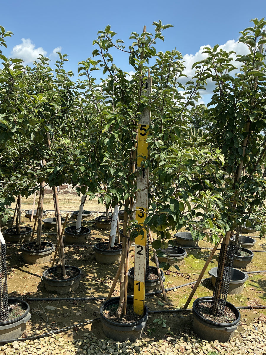 Malus 'Fruit Macoun' â€” G7 60