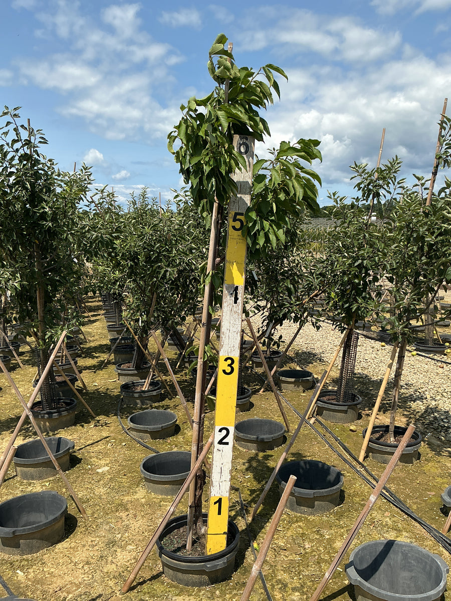 Prunus 'Fruit Toka' â€” G7 60