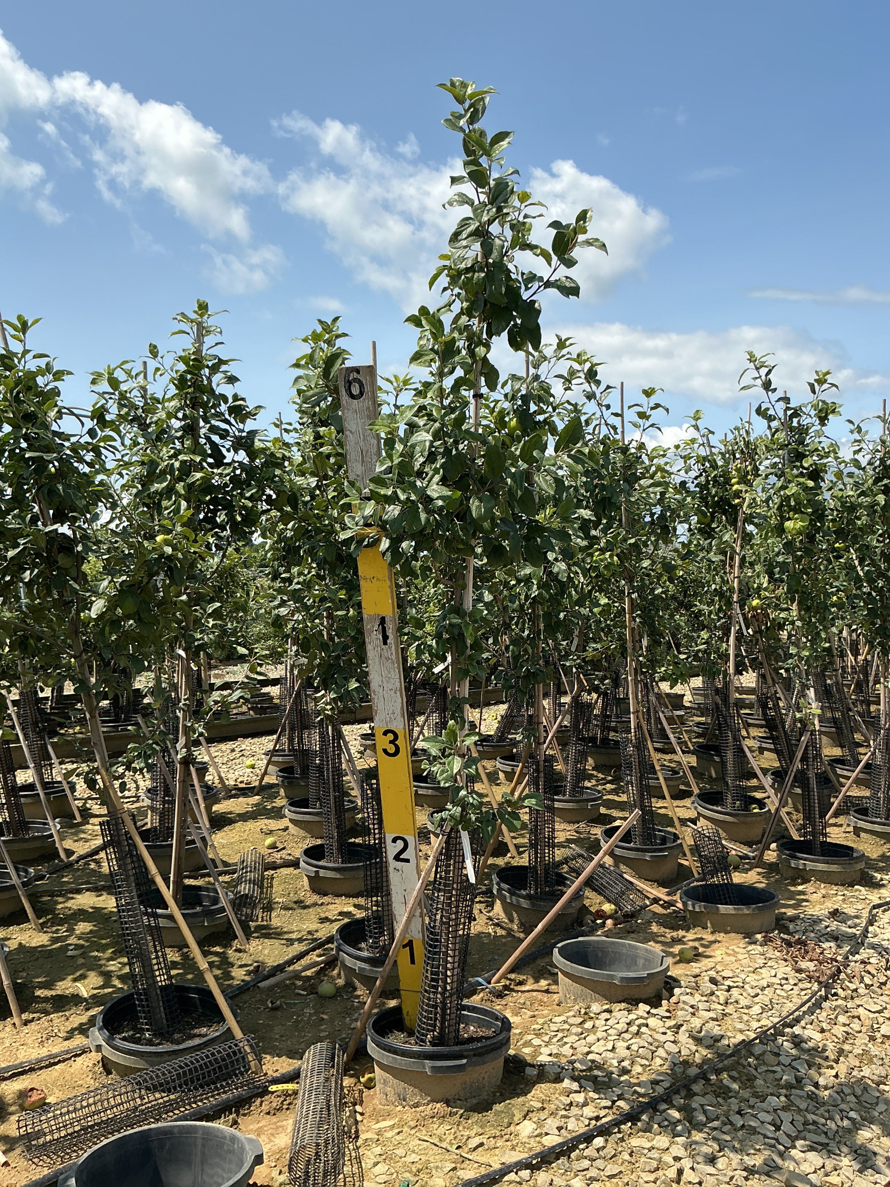 Malus 'Fruit Gala'