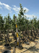 Malus 'Fruit Gala'