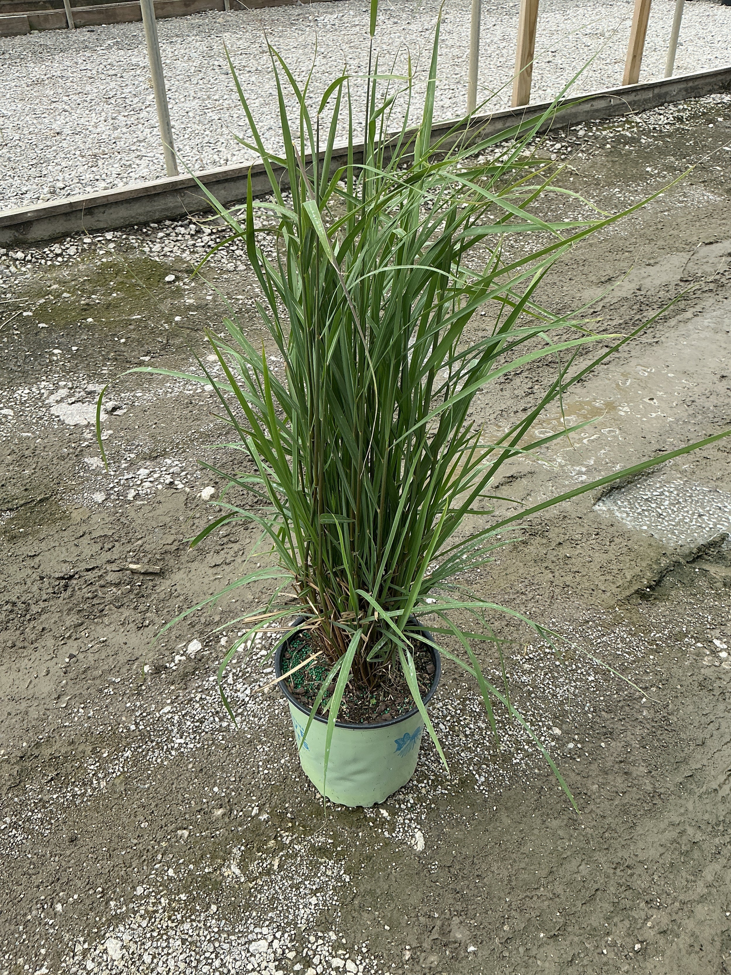 Sorghastrum 'Sorg. N. Golden Sunset'