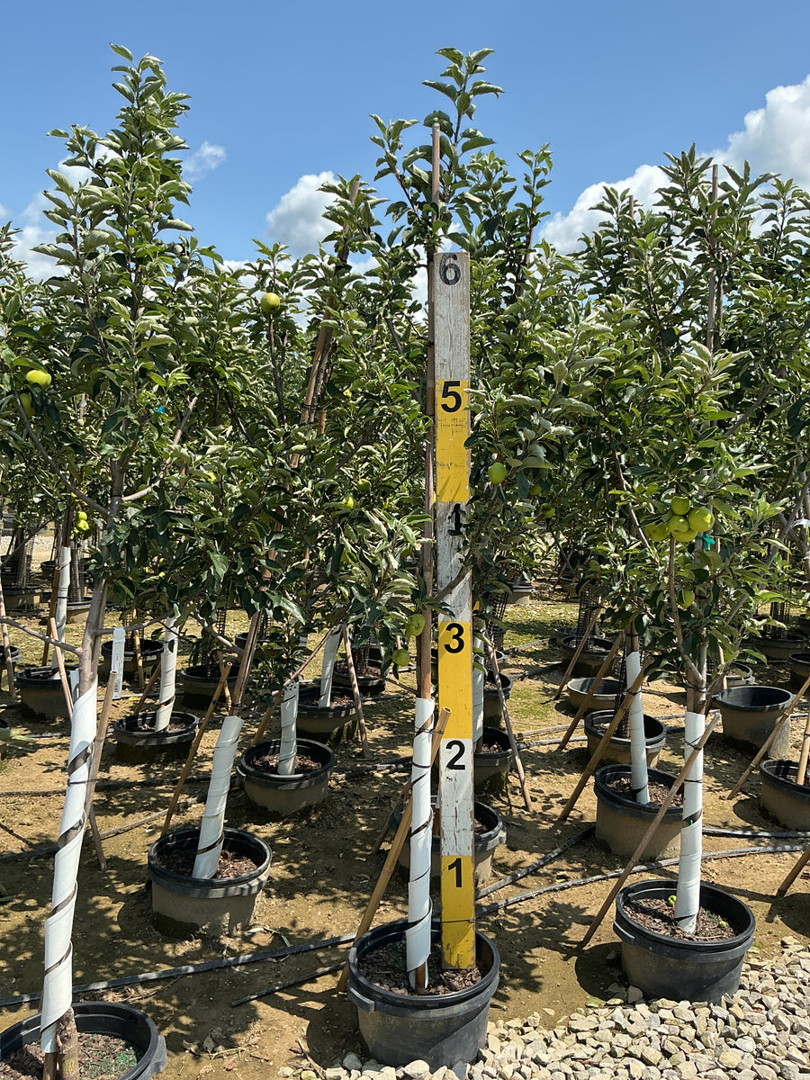 Malus 'Fruit Liberty' â€” G7 60