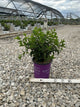 Hydrangea paniculata ‘Rensun’