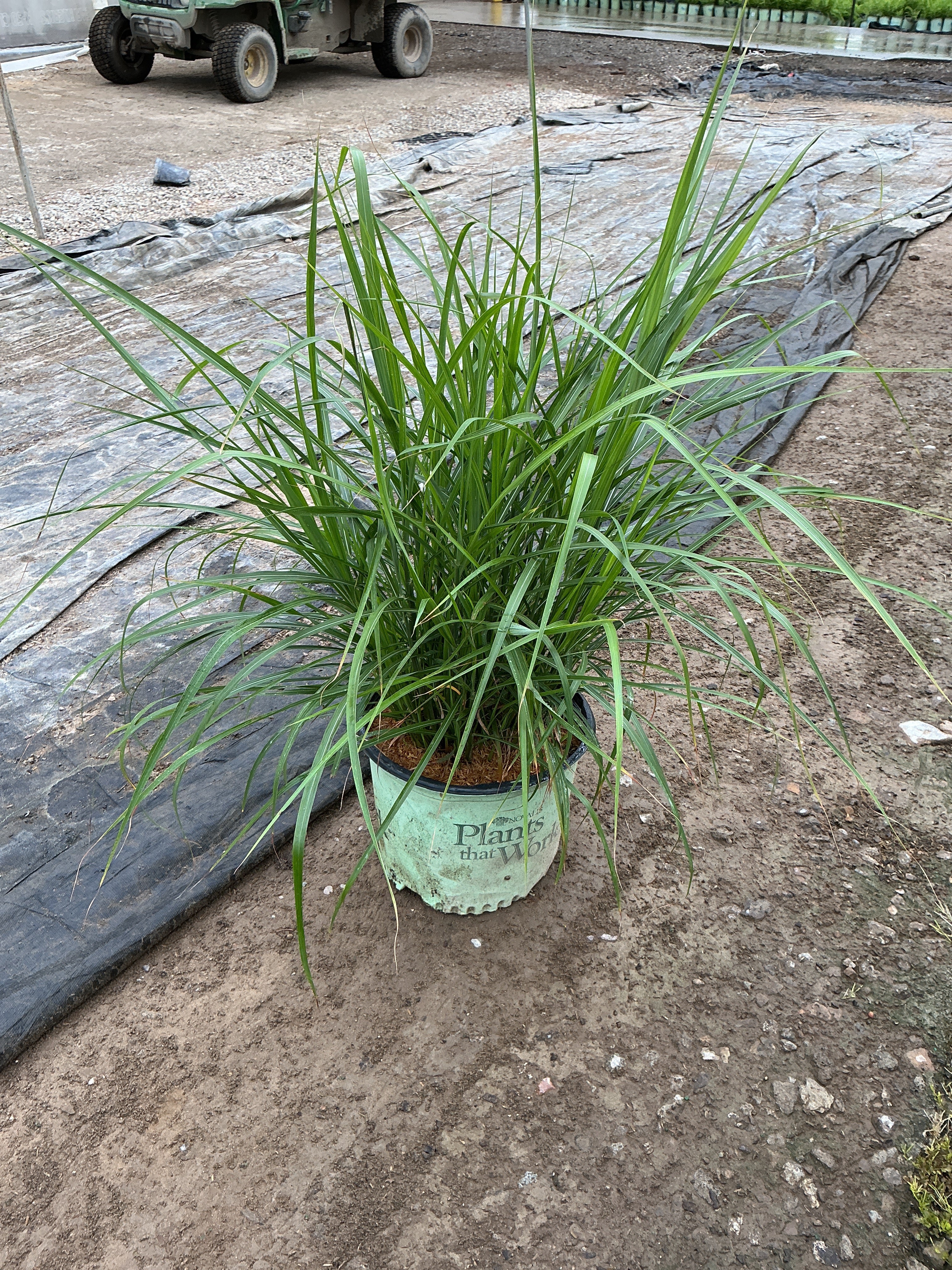 Miscanthus sinensis 'Lady in Red'