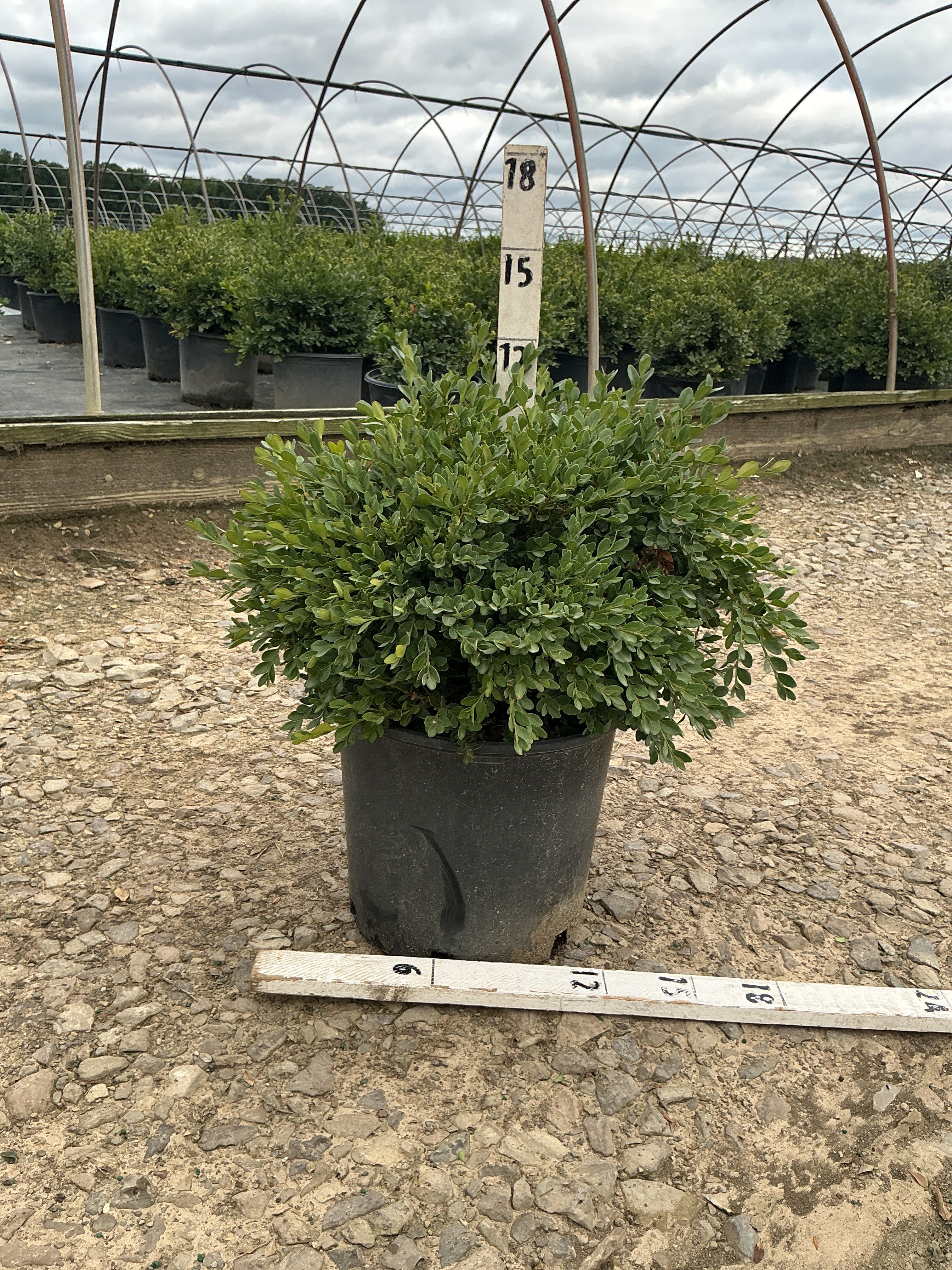 Buxus x 'Flat-Tery'
