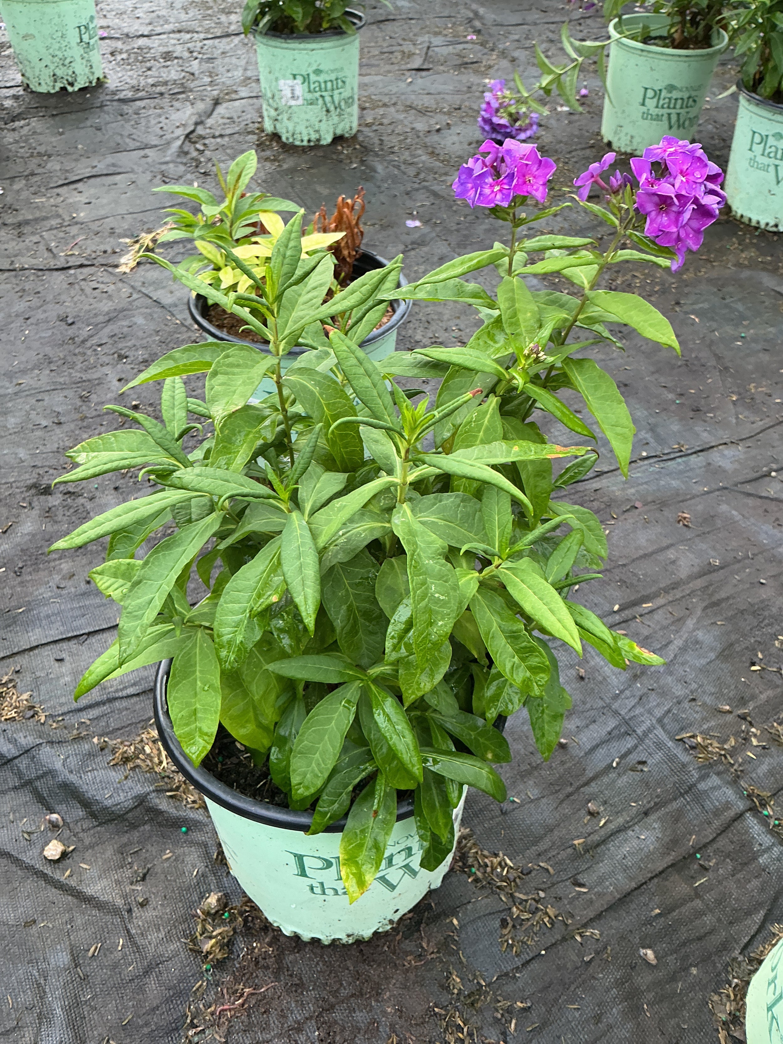 Phlox paniculata 'Ditomsur'