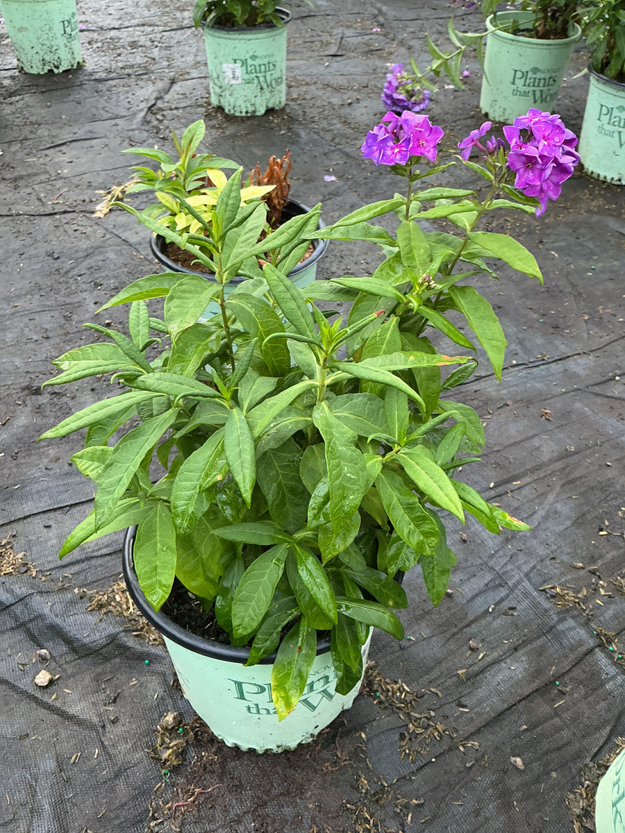Phlox paniculata 'Ditomsur' â€” 19CM PTW