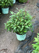 Phlox paniculata 'Ditomdre'
