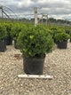 Buxus newgen 'Independence'