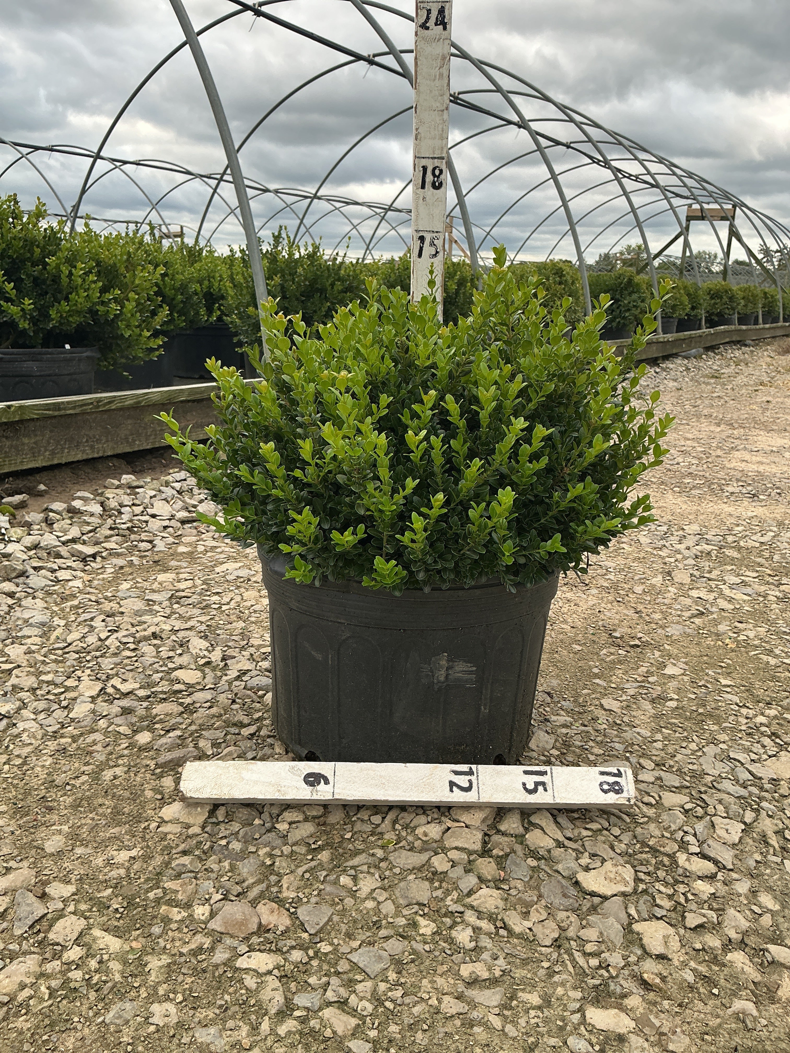 Buxus microphylla 'Little Missy'