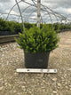 Buxus microphylla 'Little Missy'