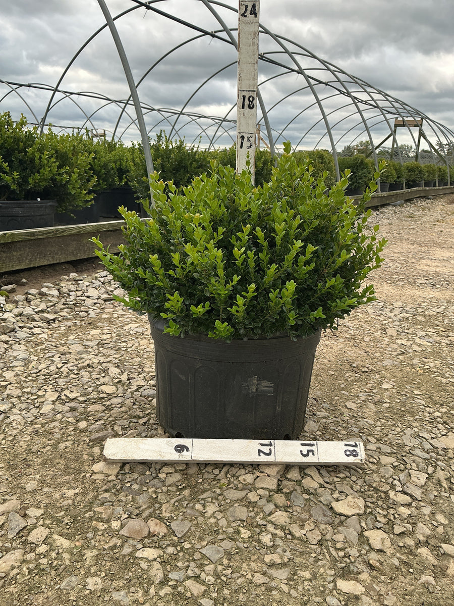Buxus microphylla 'Little Missy' â€” G5 15