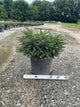 Picea abies 'Nidiformis'