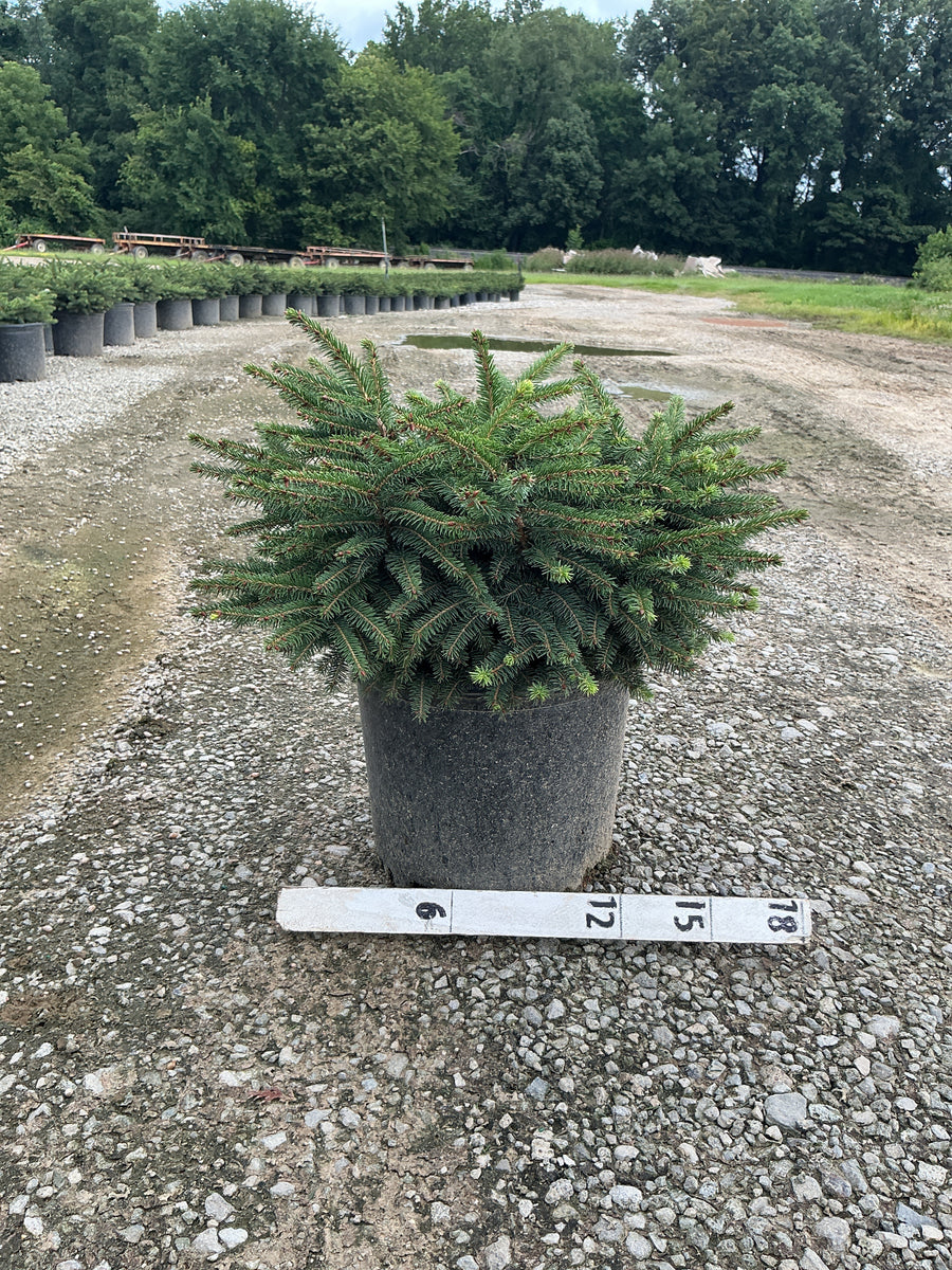 Picea abies 'Nidiformis' â€” G3 15