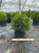 Buxus microphylla 'Green Velvet'