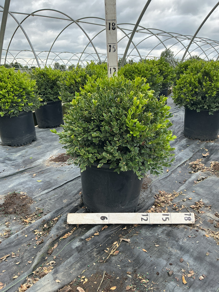 Buxus microphylla 'Green Velvet' â€” G3 12