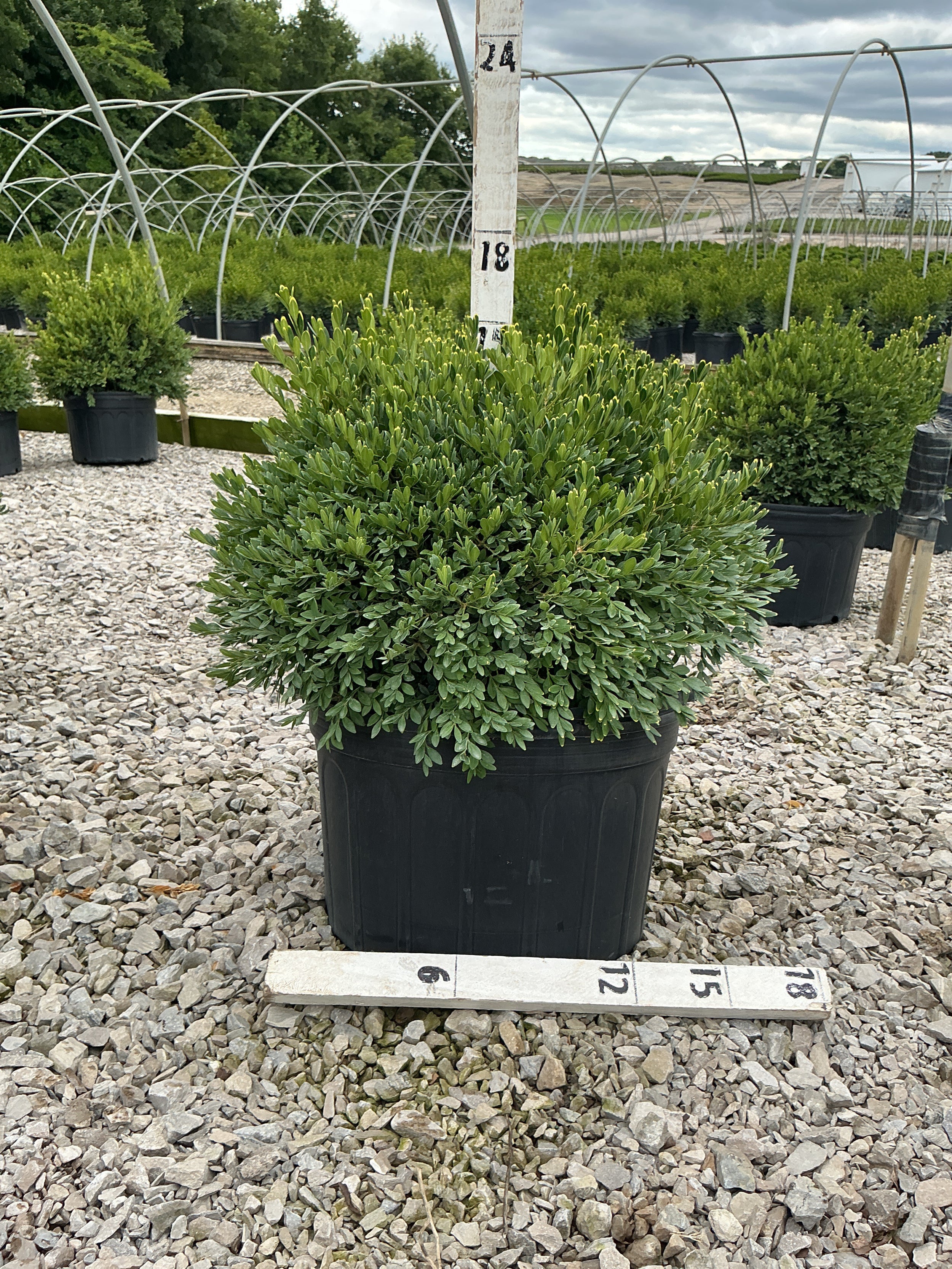 Buxus microphylla 'Green Gem'