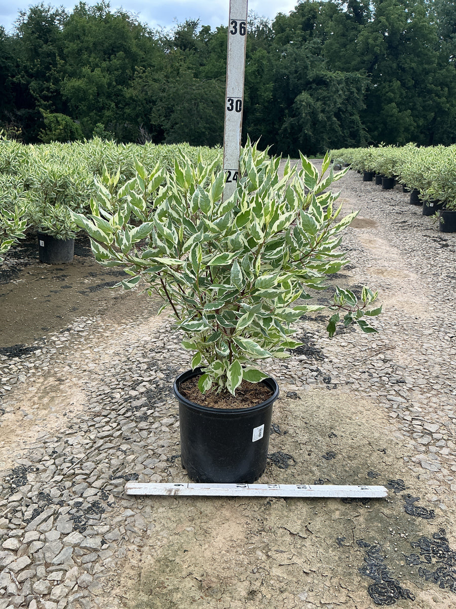 Cornus alba 'Bailhalo' â€” G3 18