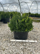 Buxus microphylla 'Little Missy'