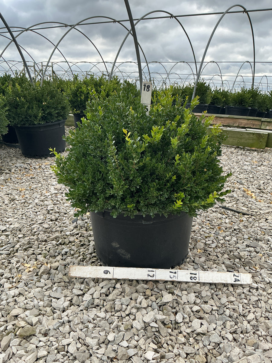 Buxus microphylla 'Little Missy' â€” G10 SQ