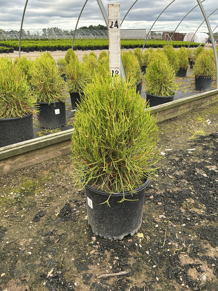 Thuja occidentalis 'Franky Boy' â€” G3 15