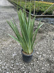 Iris ensata 'Variegata'