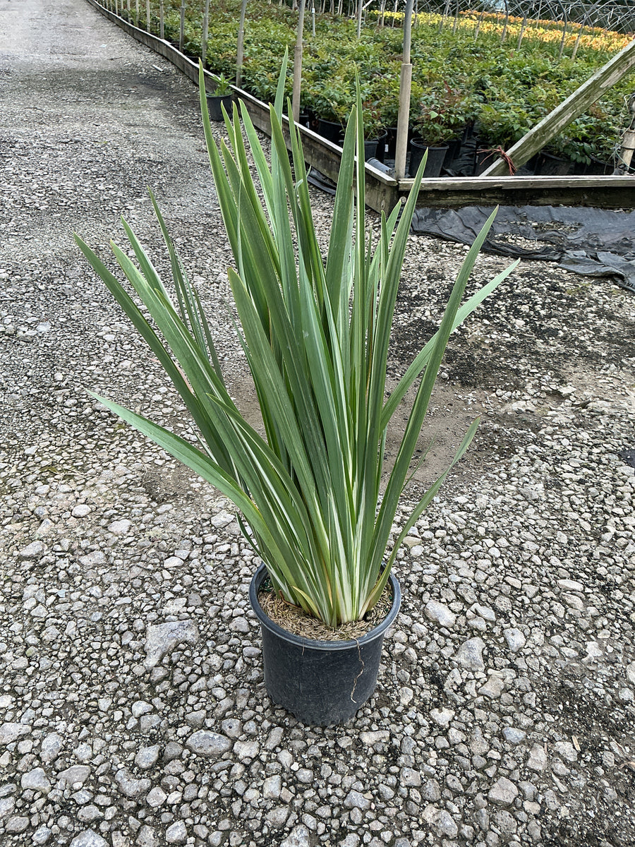 Iris ensata 'Variegata' â€” 19CM
