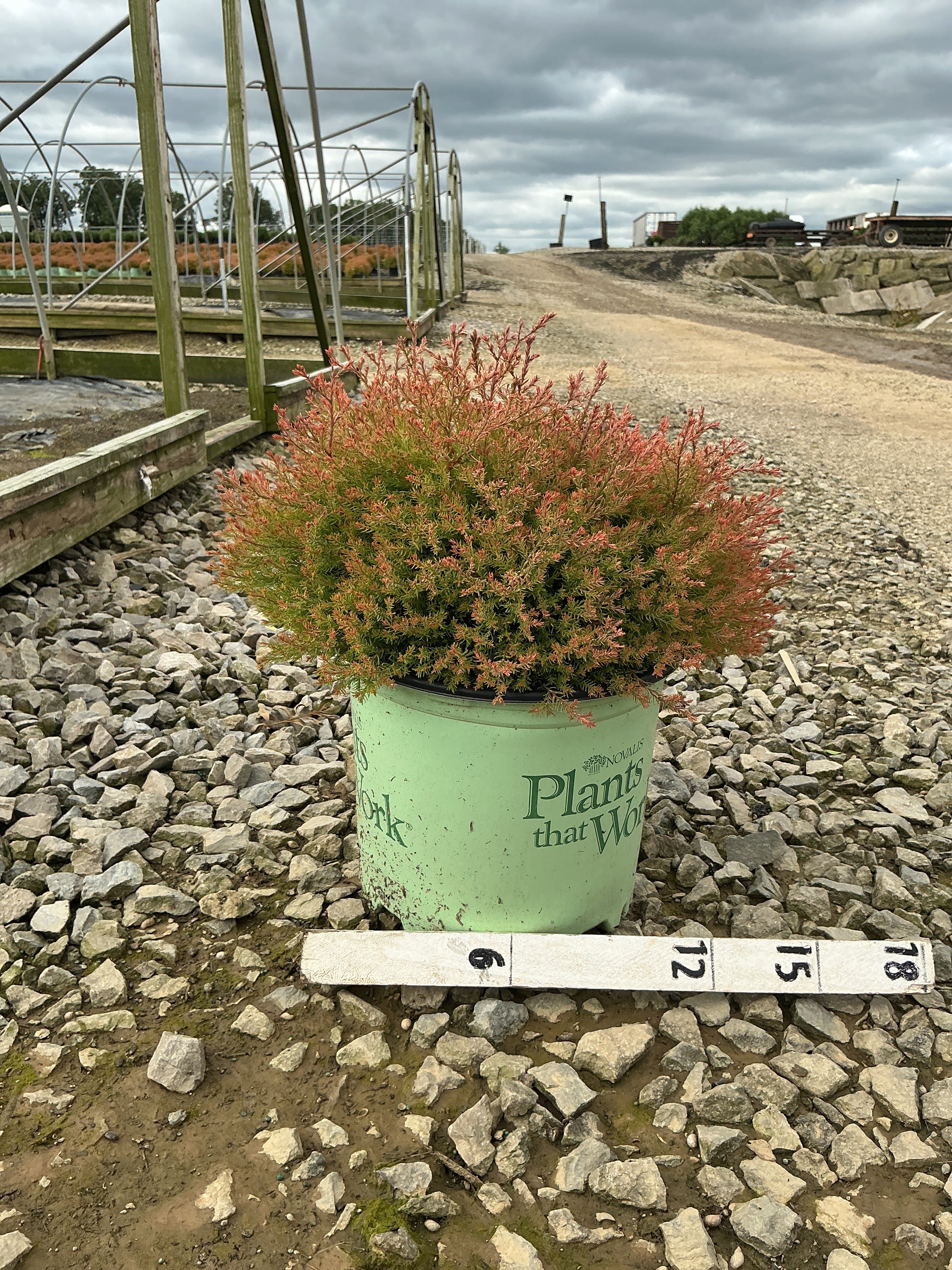 Thuja occidentalis 'Congabe'