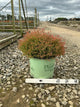 Thuja occidentalis 'Congabe'