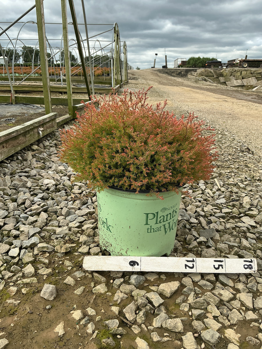 Thuja occidentalis 'Congabe' â€” G3 12