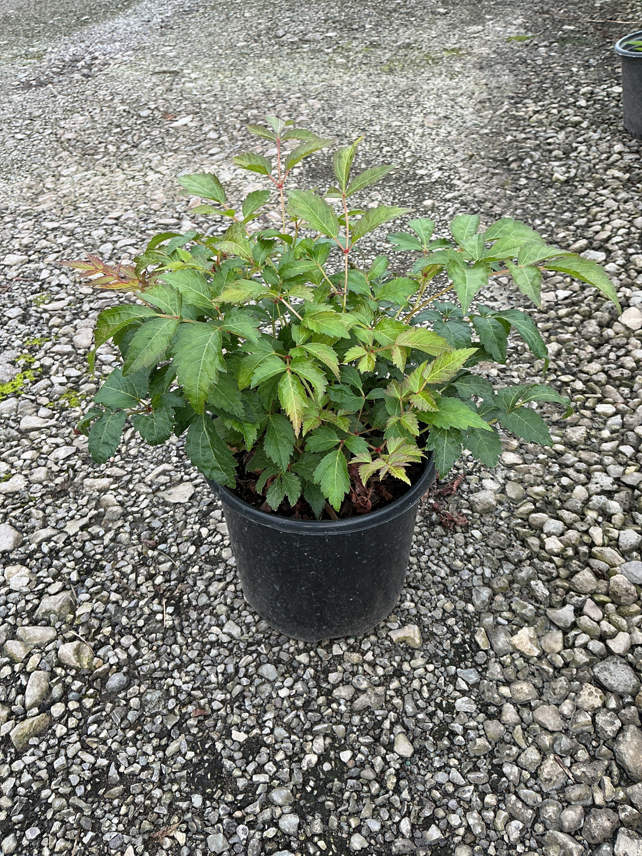 Astilbe x arendsii 'Fanal'