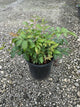 Astilbe x arendsii 'Fanal'