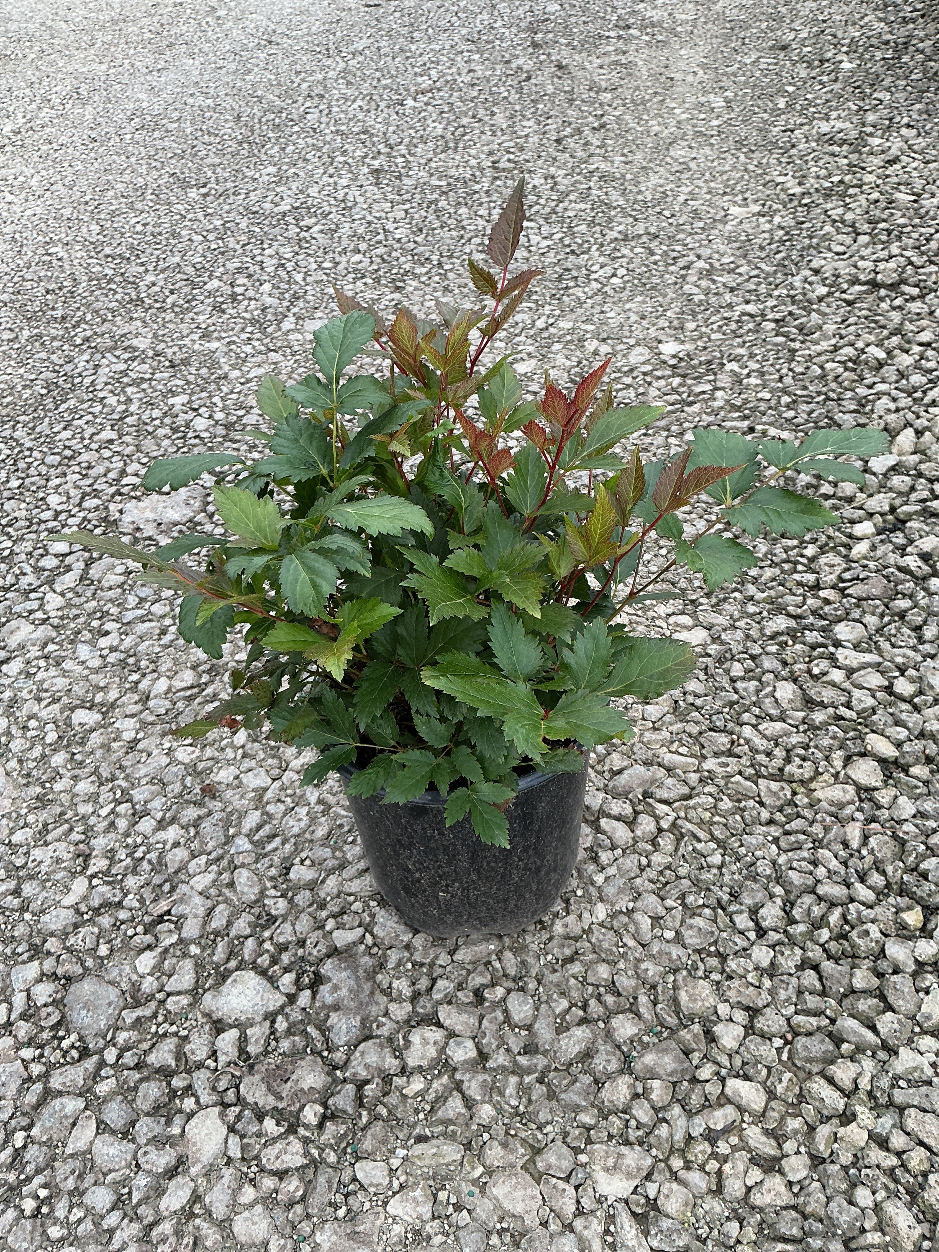 Astilbe japonica 'Montgomery'
