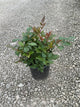 Astilbe japonica 'Montgomery'
