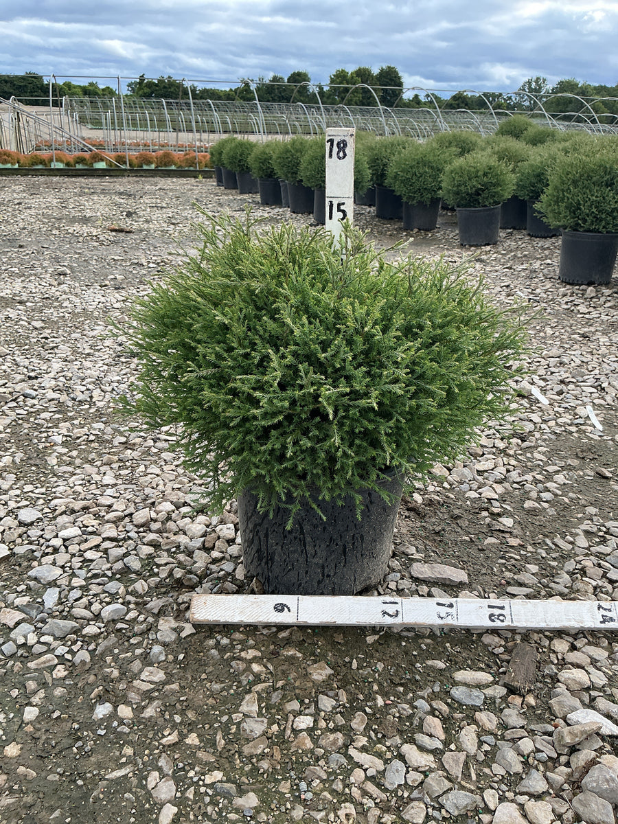 Thuja occidentalis 'Bobazam' â€” G3 12-15