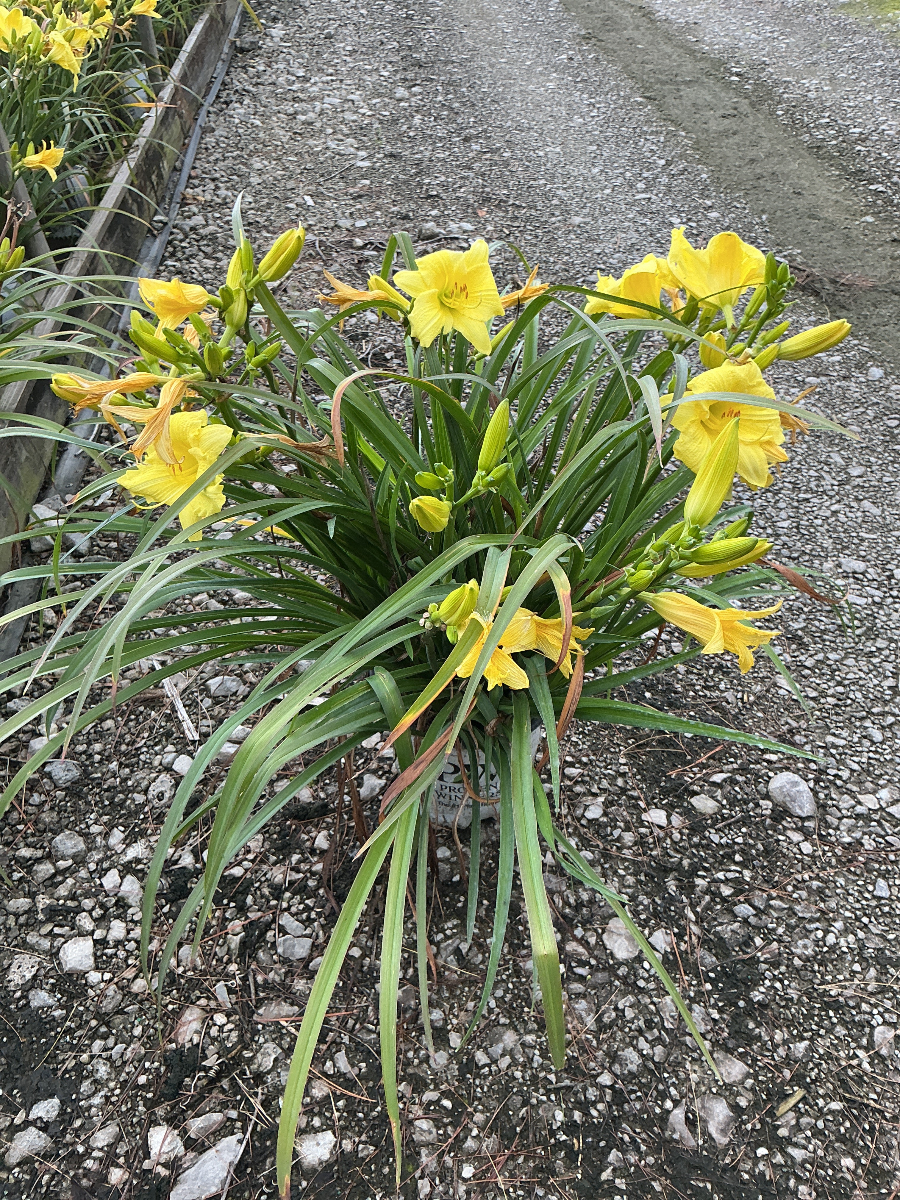 Hemerocallis going 'Going Bananas'