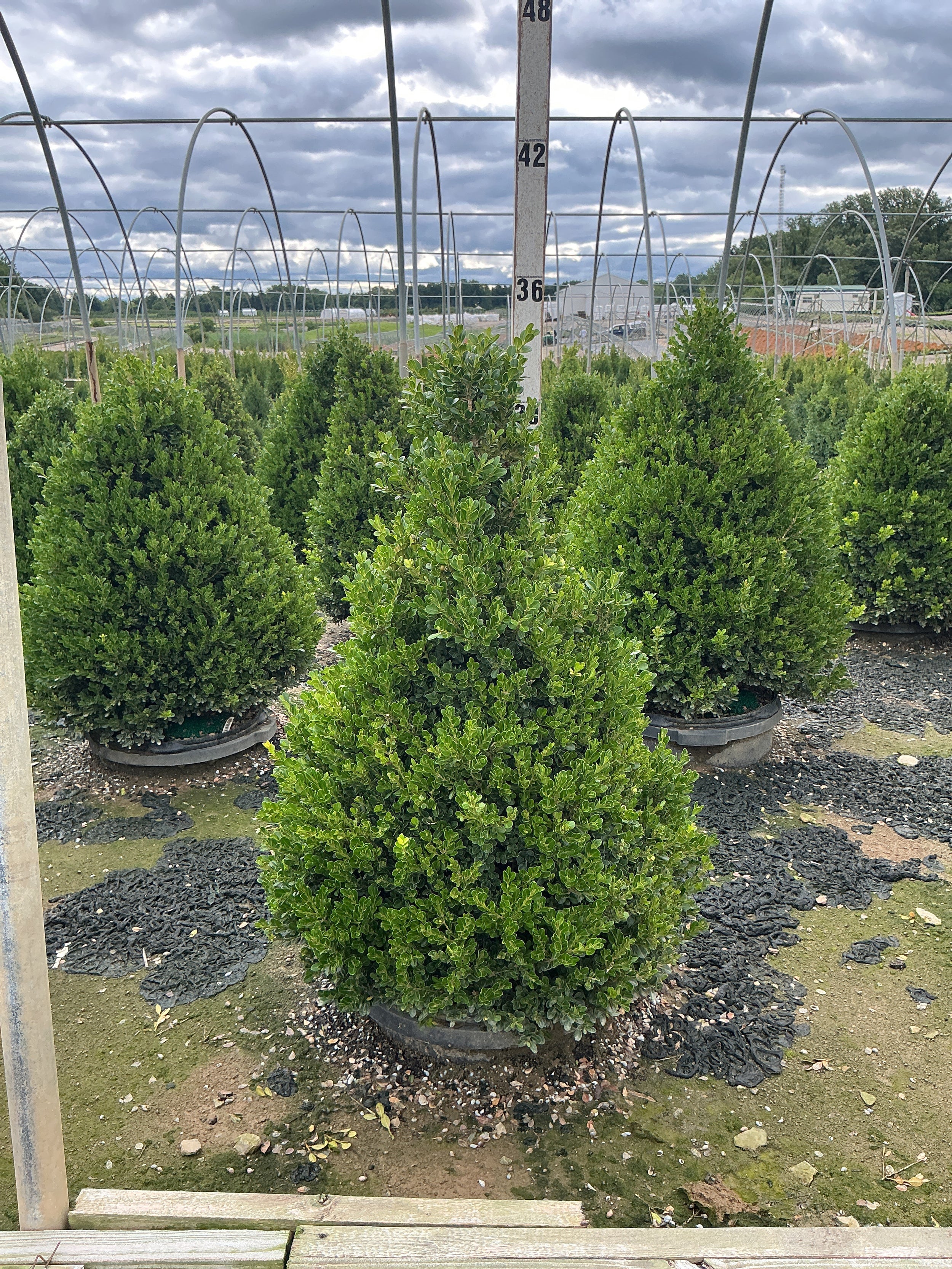 Buxus x 'Cranberry Creek'