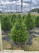 Buxus x 'Cranberry Creek'