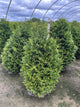 Thuja plicata 'Northern Spire'